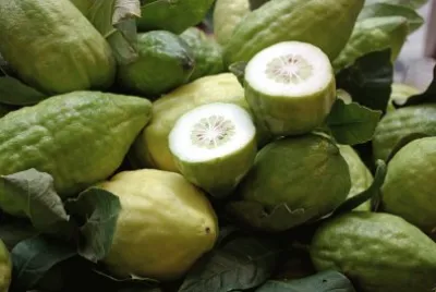 פאזל של cedro