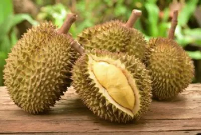 פאזל של durian