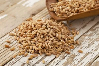 פאזל של farro