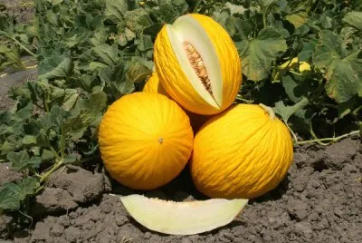 פאזל של melone giallo