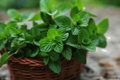 פאזל של menta