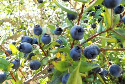 פאזל של mirto