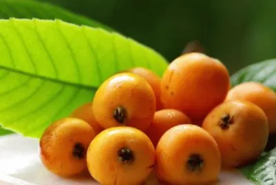פאזל של nespola
