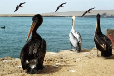Pelicanos jigsaw puzzle