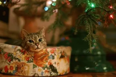 christmas cat