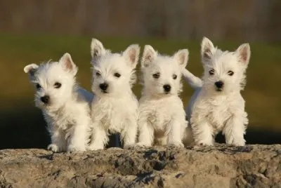 perritos jigsaw puzzle
