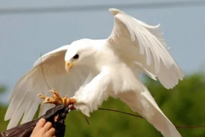 Aguila Albina