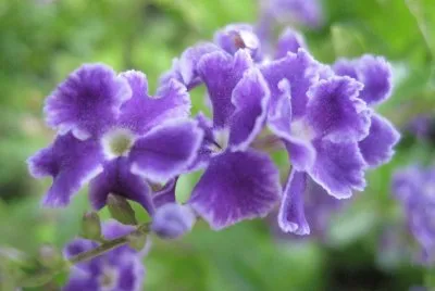 Flores de nomeolvides
