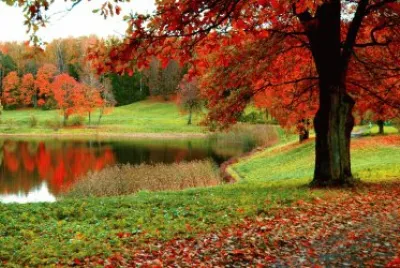 fox9 jigsaw puzzle