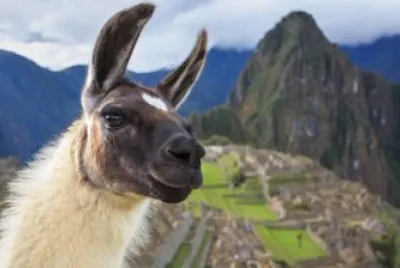 Machupicchu y llama