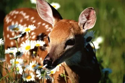 fawn