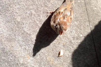 uccellino
