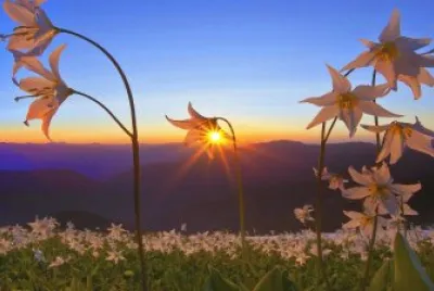 èŠ±