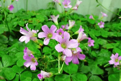 ç´«èŠ±é…¢é†¬
