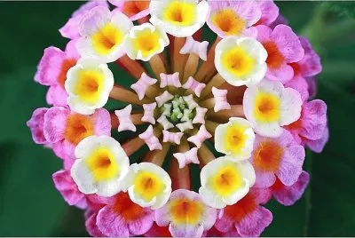 èŠ±2