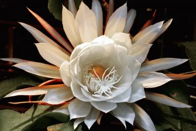 èŠ±3