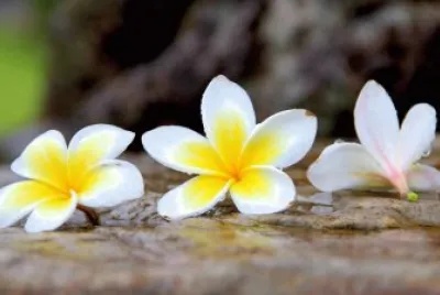 é›žè›‹èŠ±