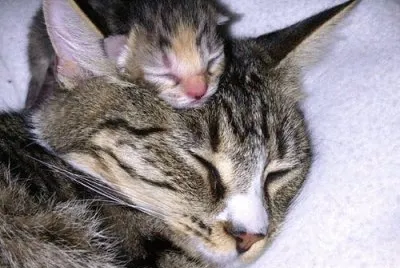 mom#254