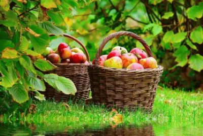 nature fruits basket apples