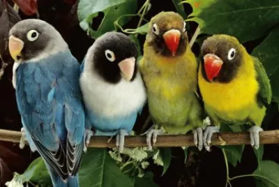 periquitos jigsaw puzzle
