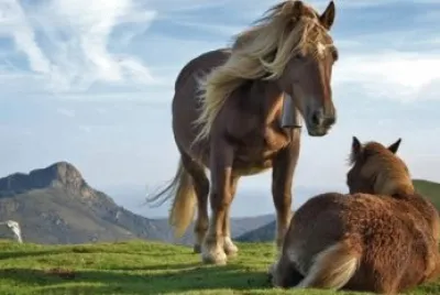 Caballos jigsaw puzzle