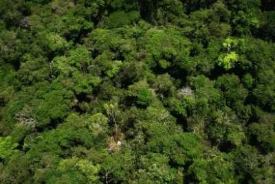 Floresta