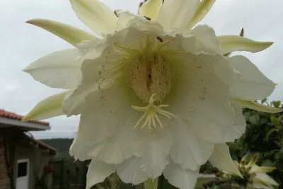 flor de cactus