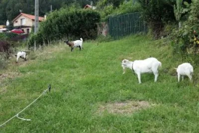 cabras enanas