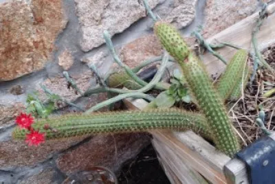 cactus