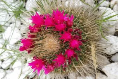 cactus en flor