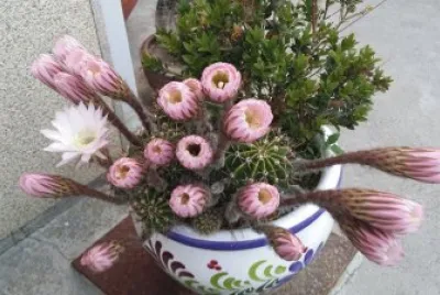 cactus en flor