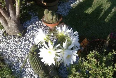 cactus en flor