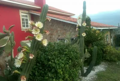 cactus jigsaw puzzle