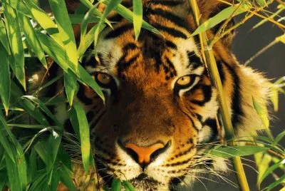 tigre