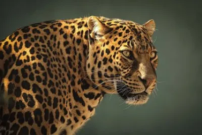 leopardo