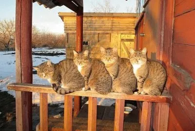 NATUREZA jigsaw puzzle