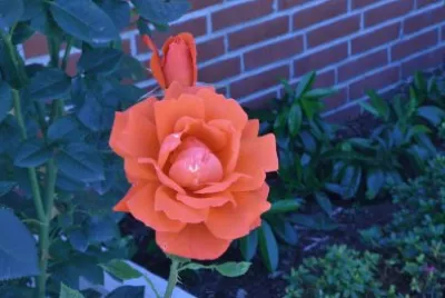 rose jigsaw puzzle