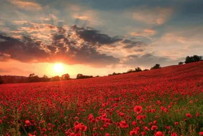 NATUREZA jigsaw puzzle
