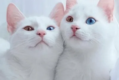 Gatitos