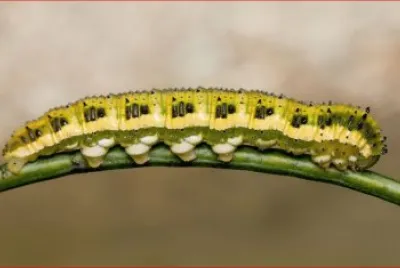 ORUGA