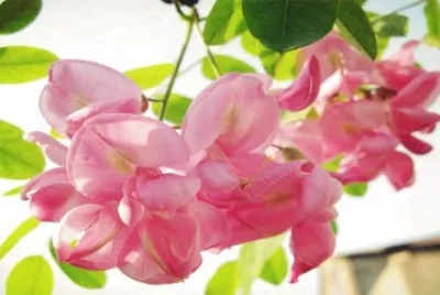 èŠ±7 jigsaw puzzle