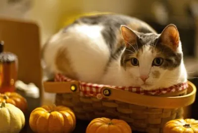 cat3