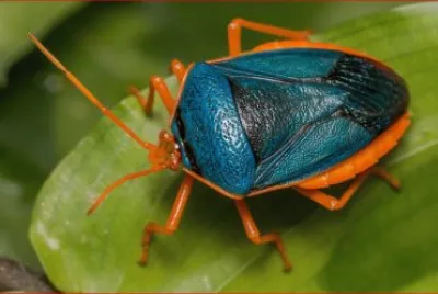 MAYATE AZUL