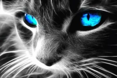 gato