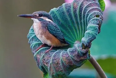 pajarito