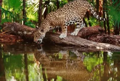 Bello