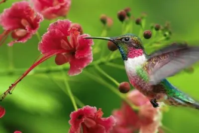 Pretty Colorful Hummingbird jigsaw puzzle