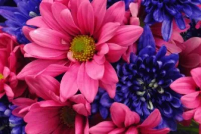 Vibrant Purple and Pink Flowers jigsaw puzzle