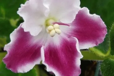 flor jigsaw puzzle