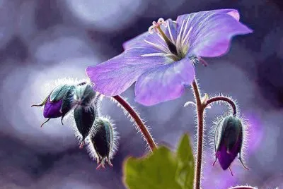 imagem jigsaw puzzle